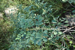 Indigofera coerulea